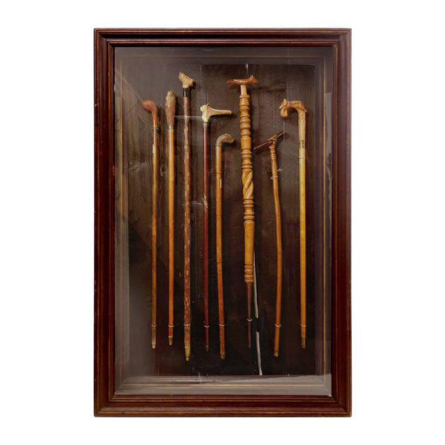 Collection of Walking Sticks in Shadow Box