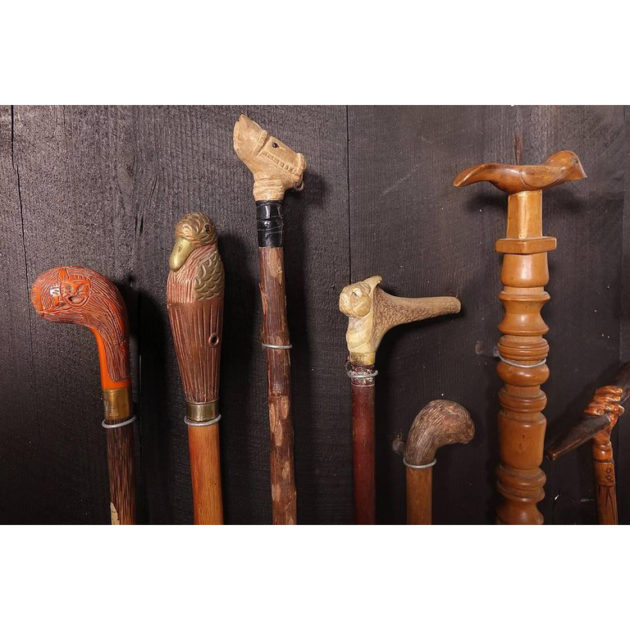 Collection of Walking Sticks in Shadow Box